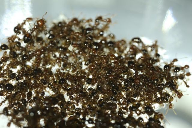Rakit semut api yang berputar di Laboratorium Biokinetik David Hoe di Georgia Tech adalah contoh perilaku kolektif.