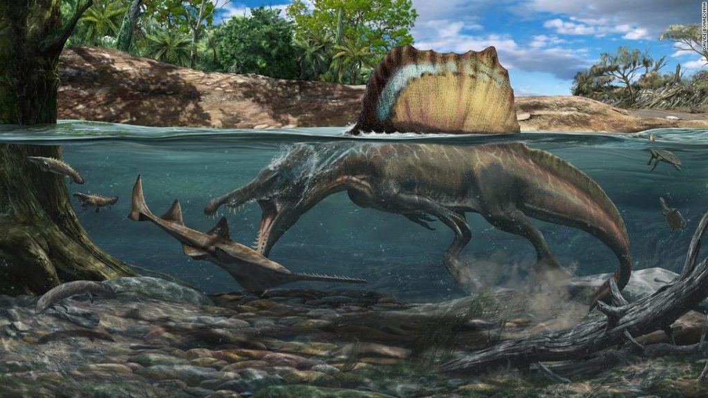 Spinosaurus: Dinosaurus yang lebih besar dari Tyrannosaurus rex berenang dan mengejar mangsanya di bawah air