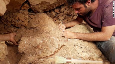 Ahli paleontologi Matteo Fabri mengerjakan fosil di lapangan.