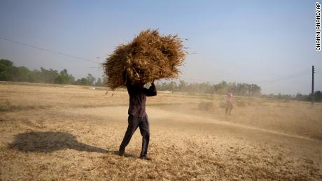 Seorang petani India membawa tanaman gandum yang dipanen dari ladang di pinggiran Jammu, India, Kamis, 28 April 2022. 