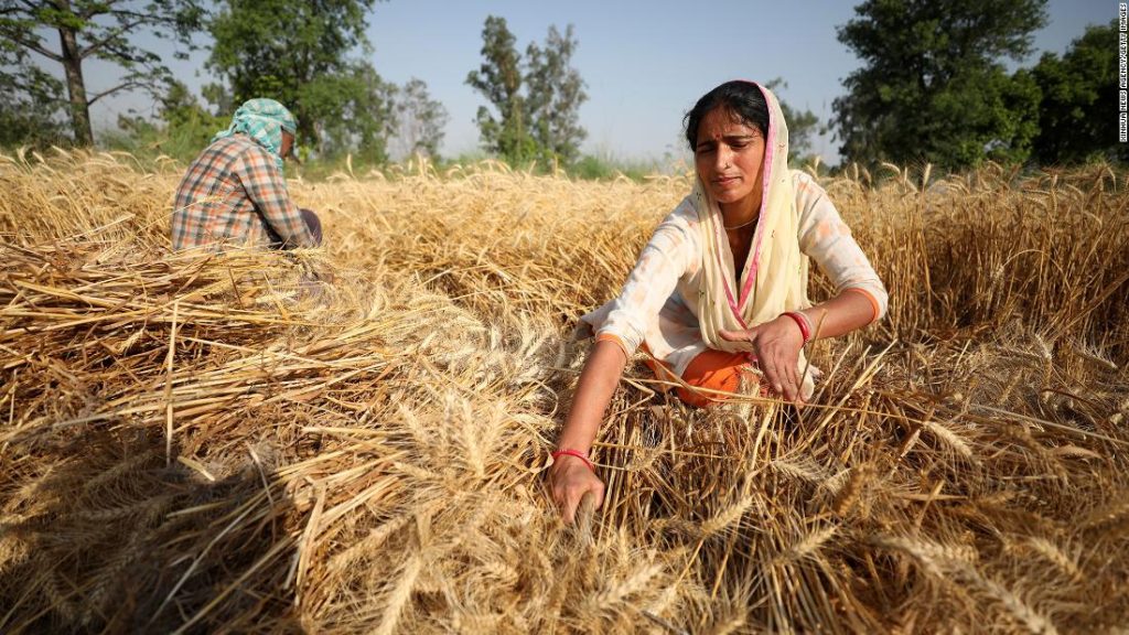 Gandum India mengurangi krisis pangan.  Kemudian ekspor dilarang