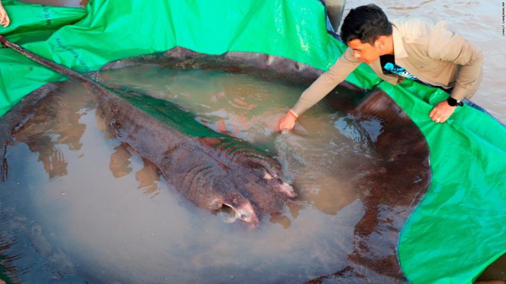 Ikan air tawar terbesar di dunia, ikan pari seberat 660 pon, ditangkap di Kamboja