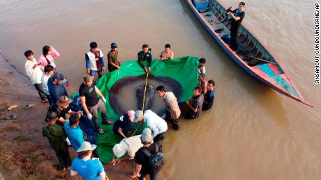 Ilmuwan dan pejabat Kamboja dan AS mengukur ikan pari air tawar raksasa pada 14 Juni di provinsi timur laut Kamboja, Stung Treng. 