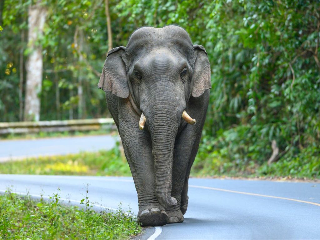 Seekor gajah membunuh seorang wanita tua dan kemudian kembali menginjak-injak tubuhnya di pemakaman di India