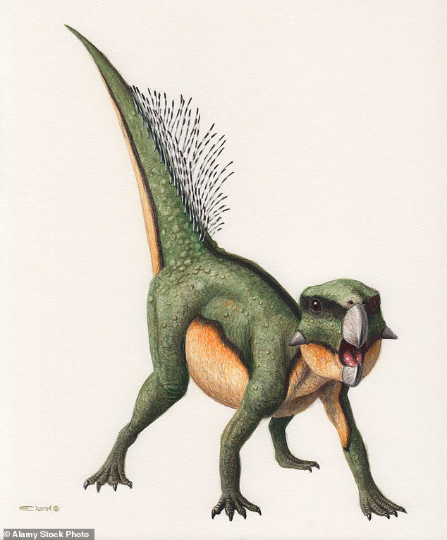 Wajah Parrot: Apa Itu Dinosaurus Tomos Psittacosaurus