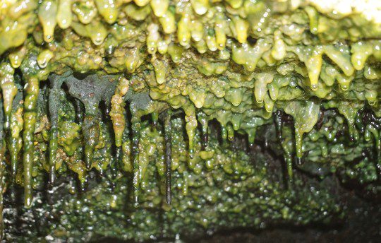 Tikar mikroba tebal menggantung di bawah langkan berbatu di ventilasi uap yang membentang di sepanjang zona celah timur di pulau Hawaii.  Kredit Gambar: Jimmy Saw