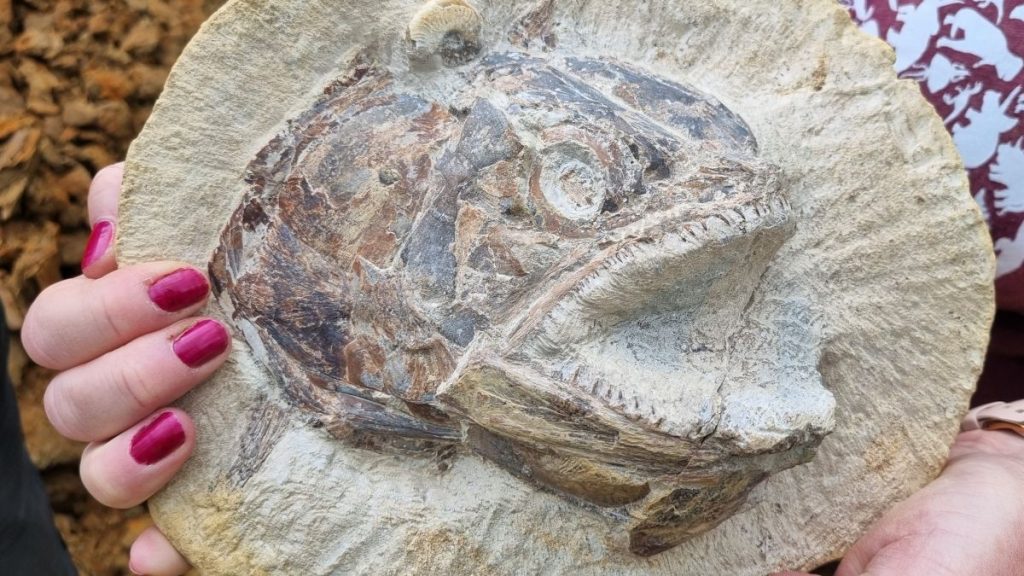 A fossilized Pachycormus, an extinct genus of ray-finned fish.