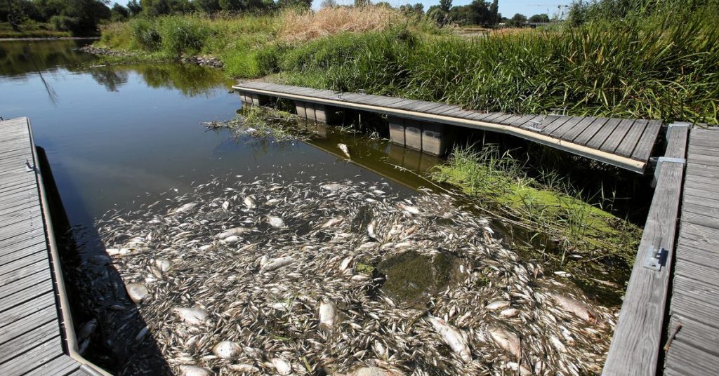 Jerman dan Polandia mencari penyebab kematian ikan massal di Sungai Oder