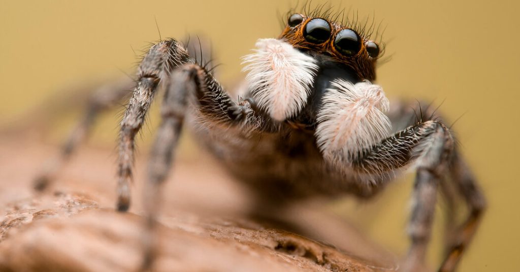 Laba-laba terperangkap dalam jaringan misinformasi global