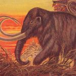 Mammoth berbulu kembali.  Haruskah kita memakannya?